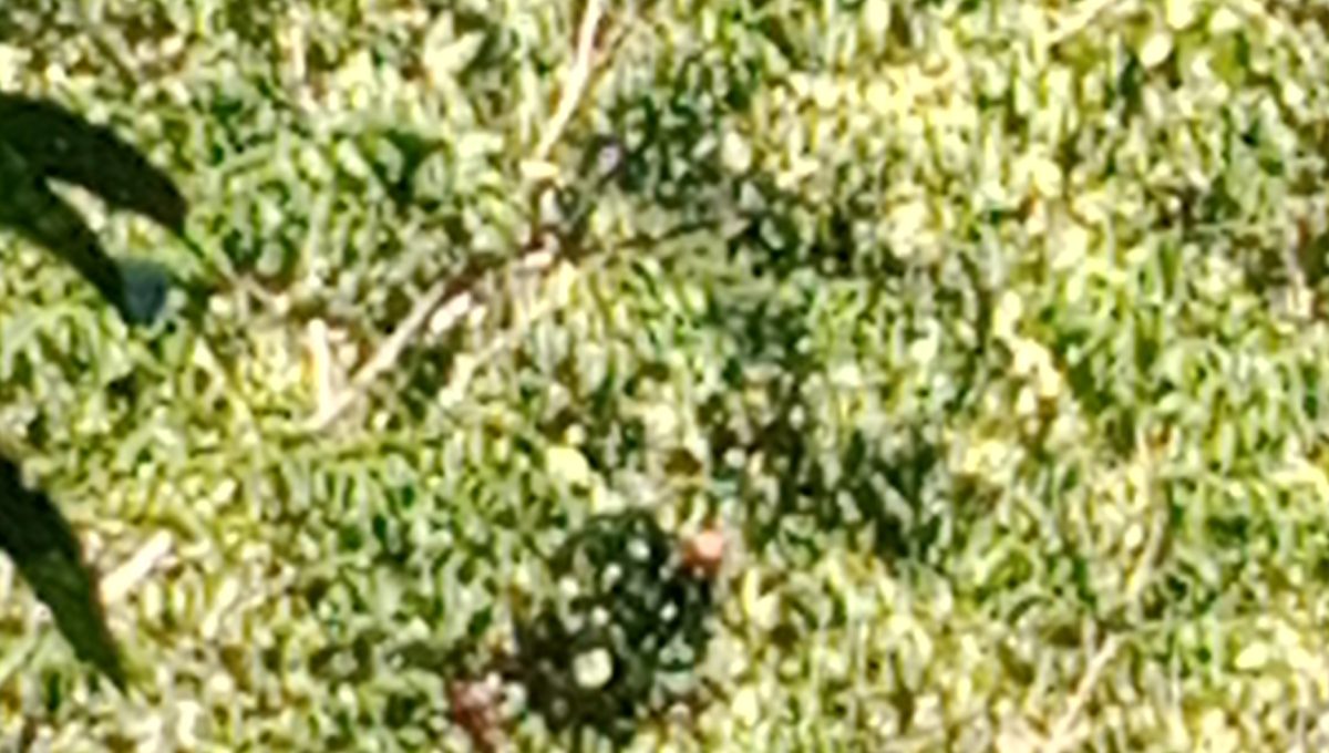 IMG_20260704_124855_964