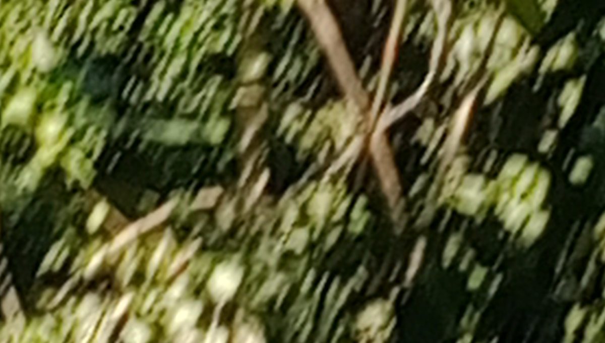 IMG_20260704_124857_831