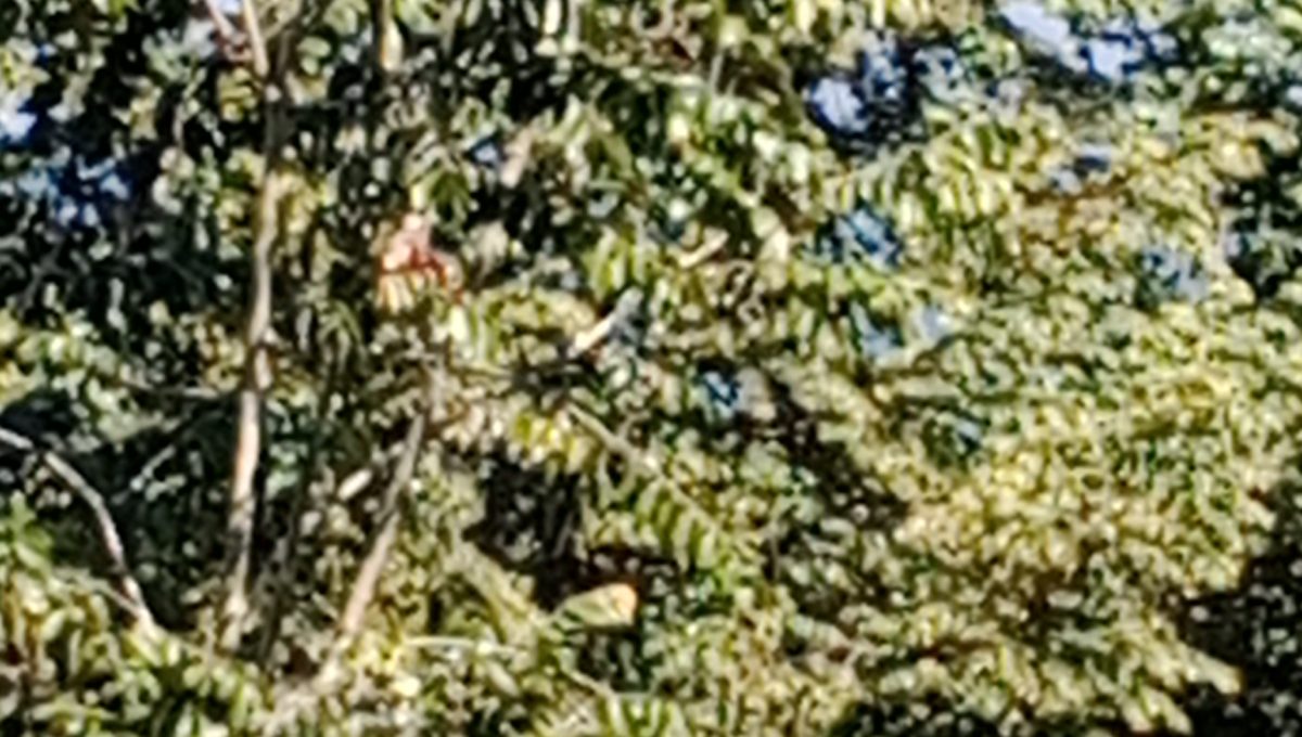 IMG_20260704_124922_551